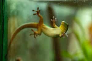 salamander on a glass