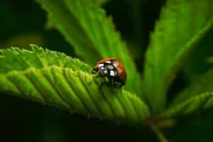 ladybug on leaf