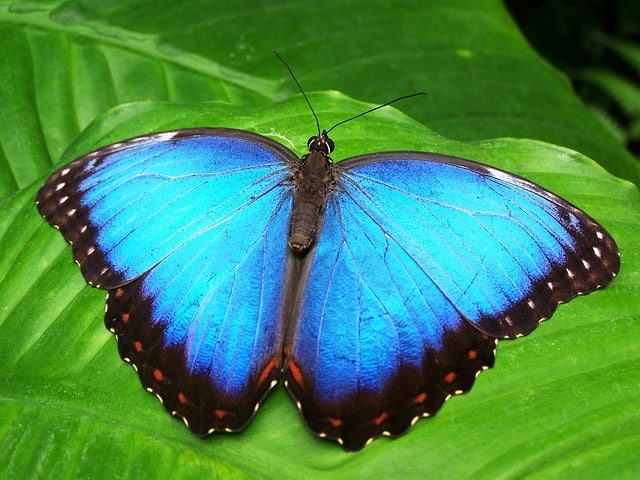 Blue Butterfly on Leaf