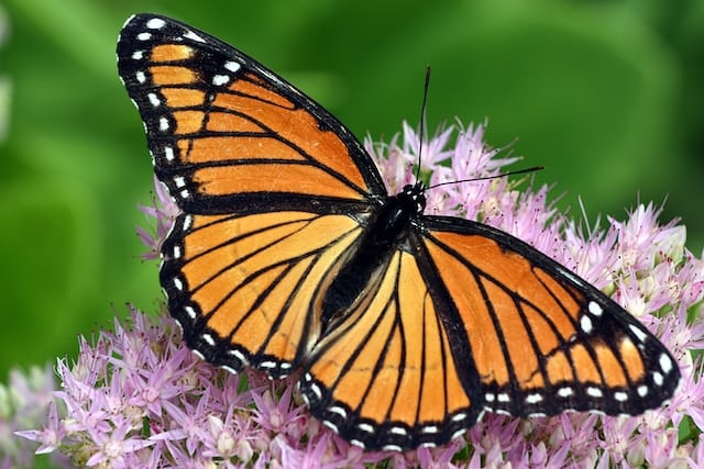 Butterfly on flower