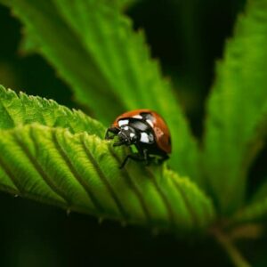 ladybug on leaf